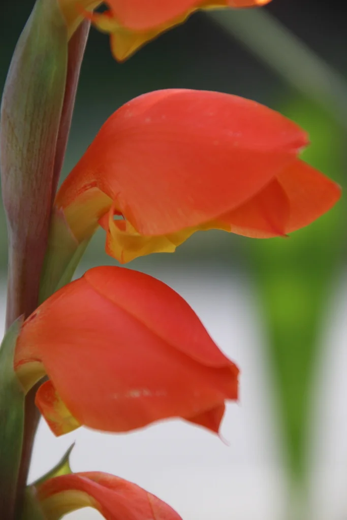 Gladiolus Dalenii
