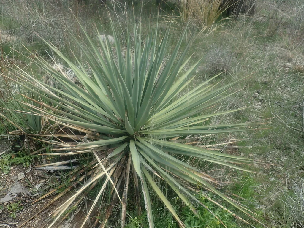 Yucca Schottii