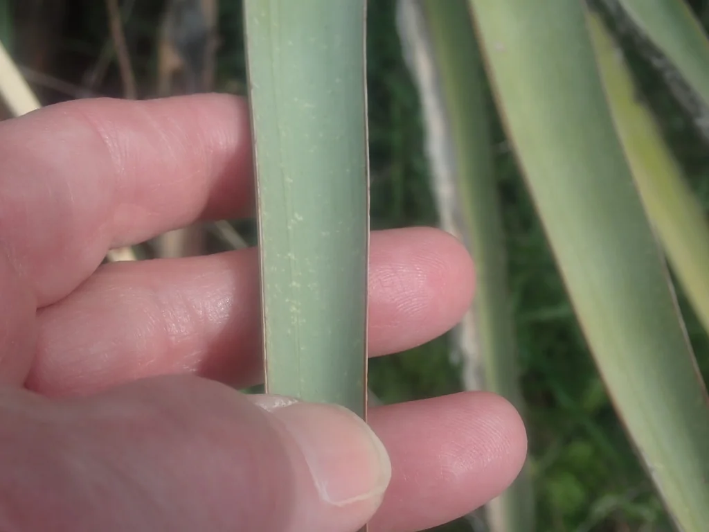 Yucca Schottii