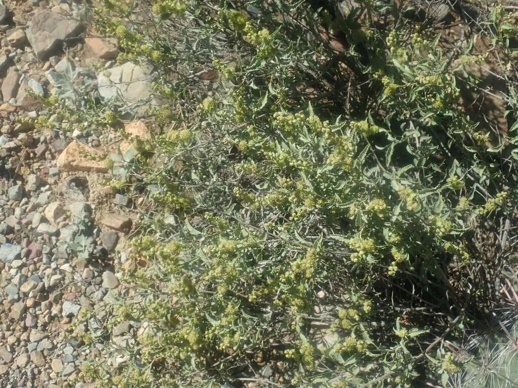 Ambrosia Deltoidea