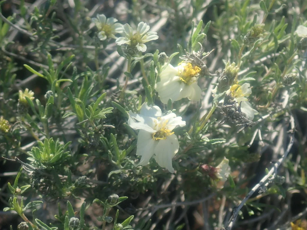 Zinnia Acerosa