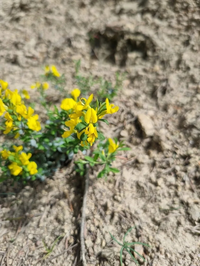 Genista Pilosa