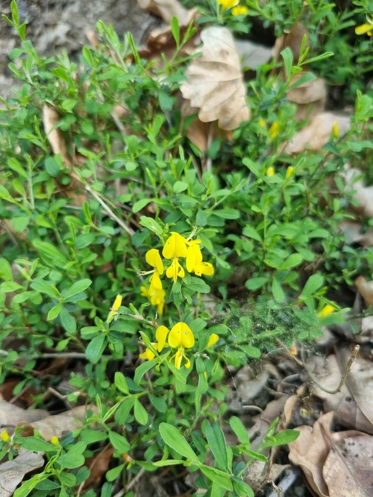 Genista Pilosa