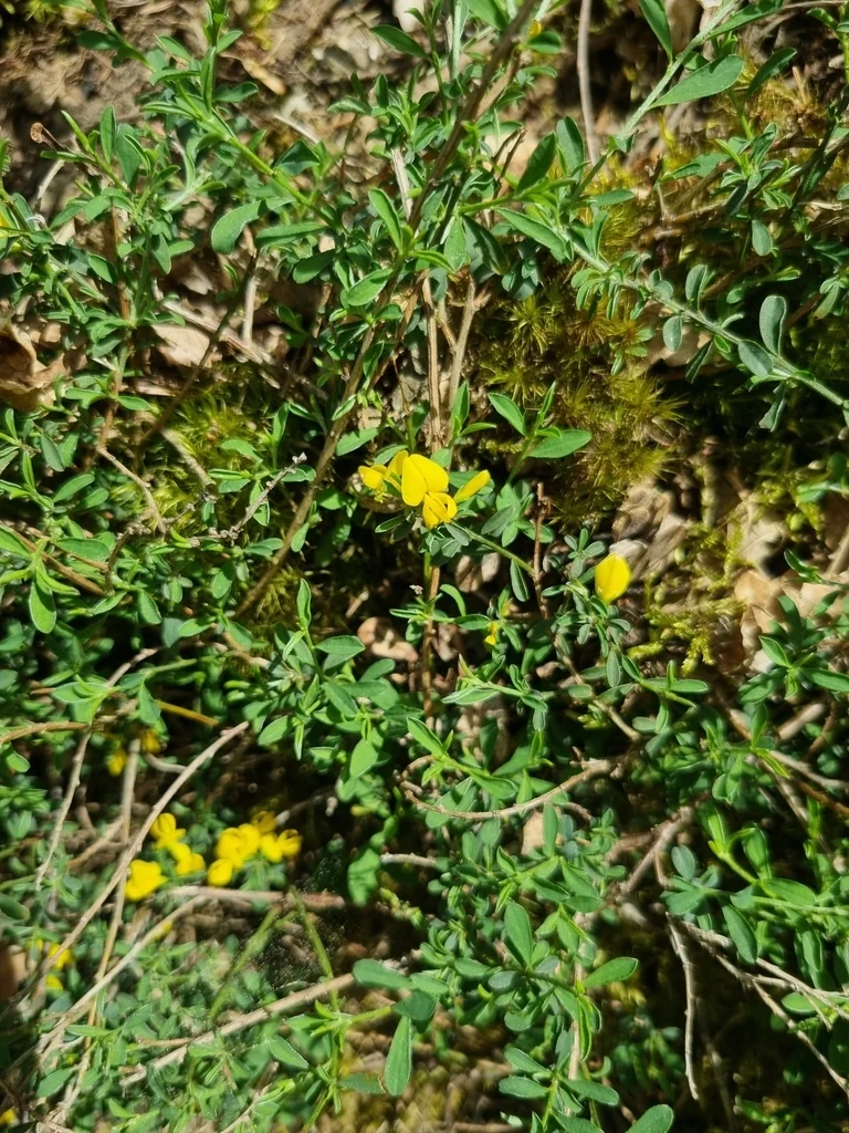 Genista Pilosa