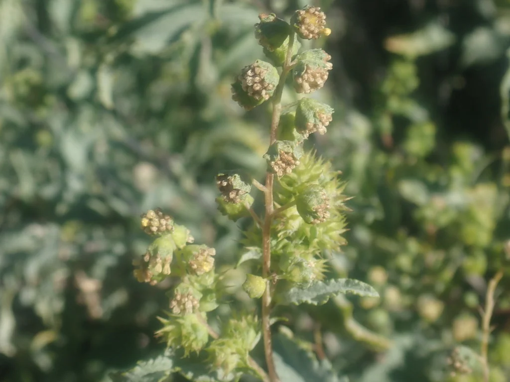 Ambrosia Deltoidea