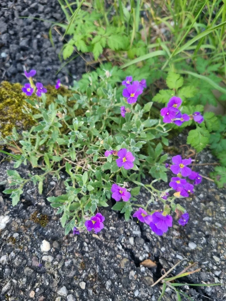 Aubrieta Deltoidea