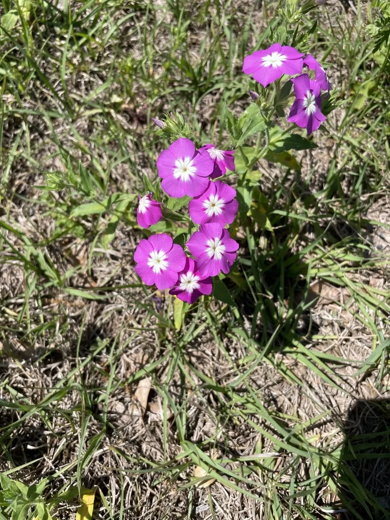 Phlox drummondii