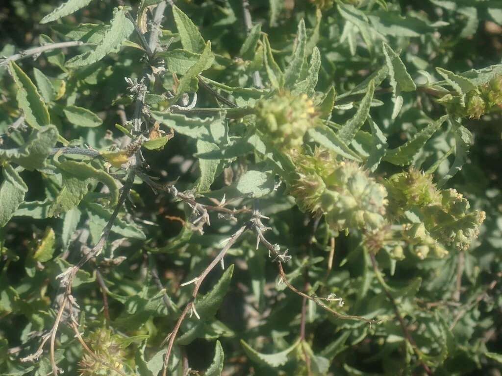 Ambrosia Deltoidea