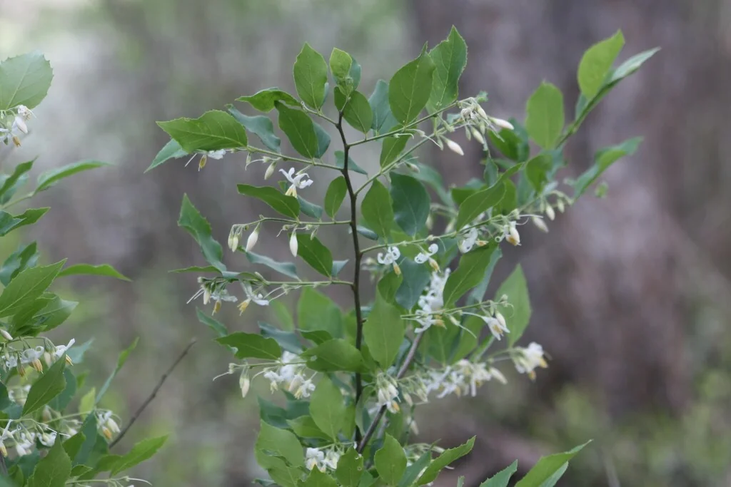 Styrax Americanus