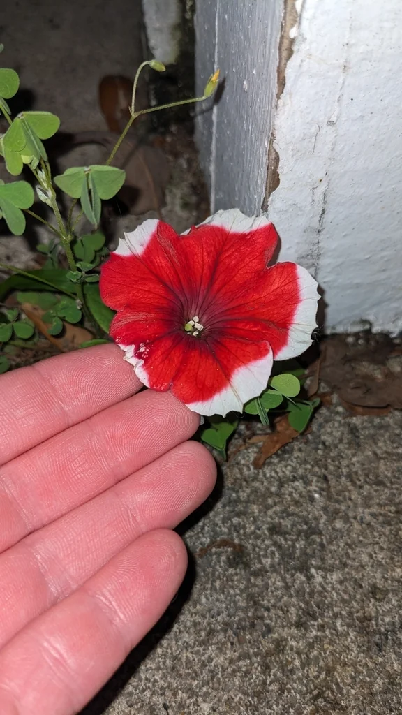Petunia X Hybrida