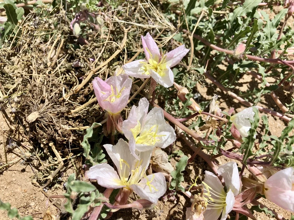 Oenothera californica