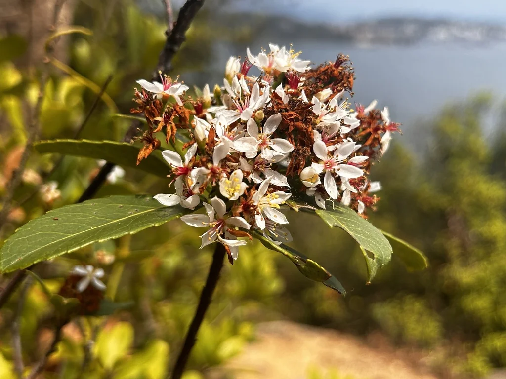 Rhaphiolepis Indica
