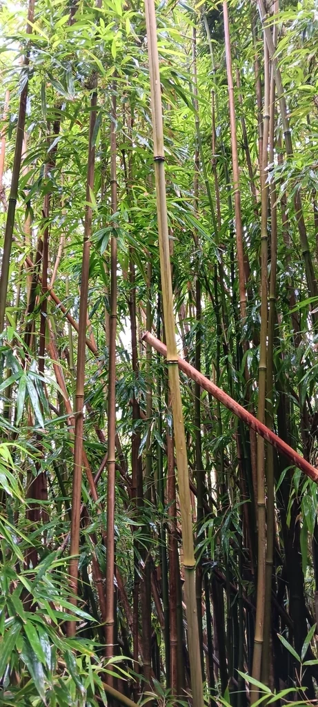 Phyllostachys Nigra
