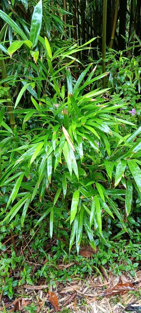 Phyllostachys Nigra