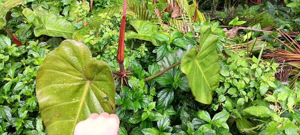 Philodendron erubescens