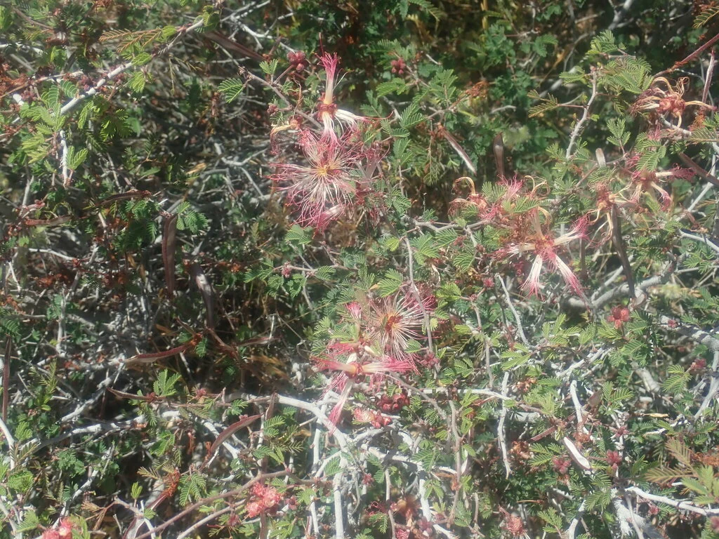 Calliandra Eriophylla