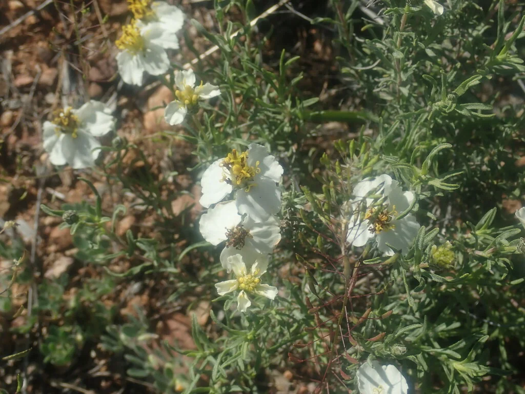 Zinnia Acerosa