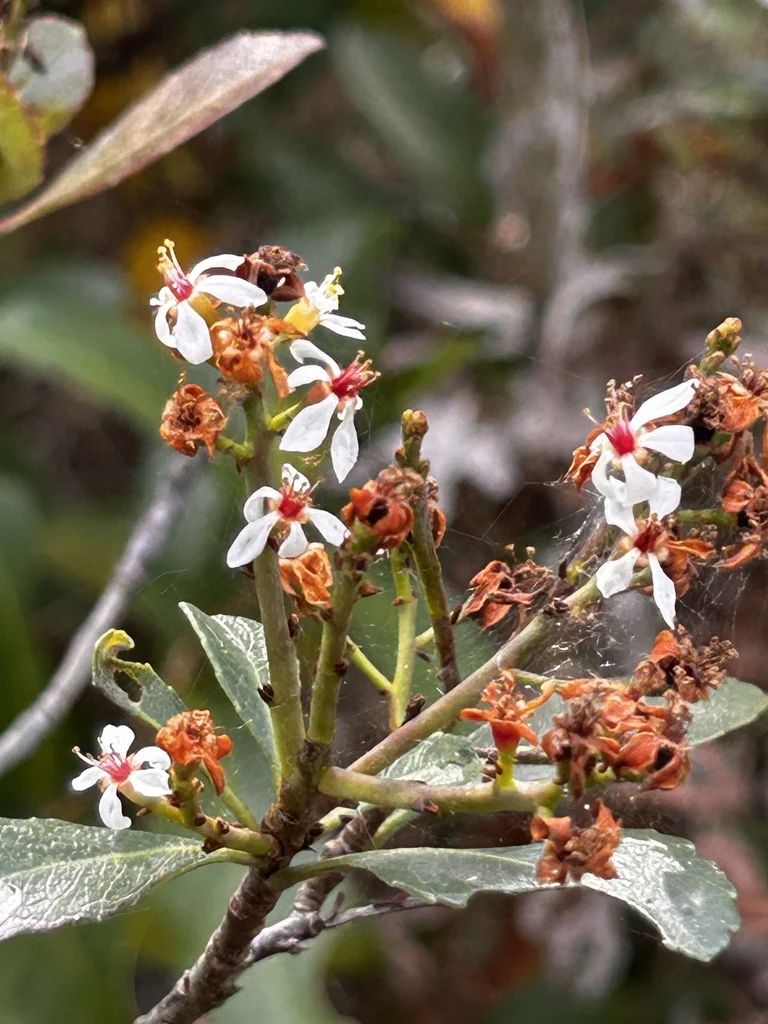Rhaphiolepis Indica