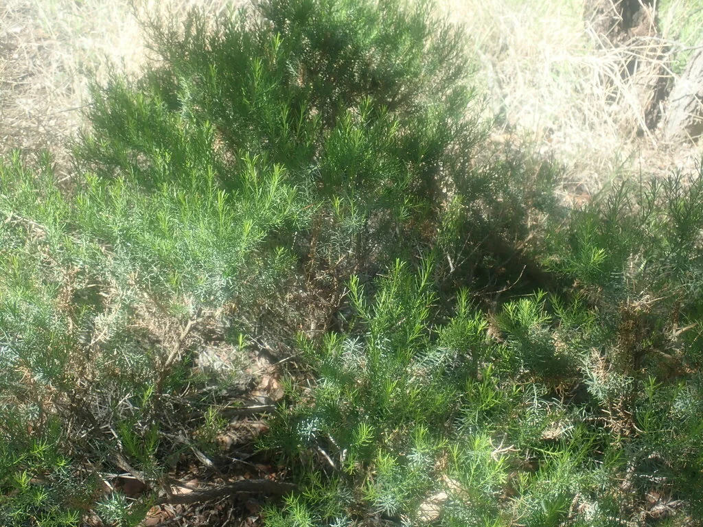 Ericameria Laricifolia