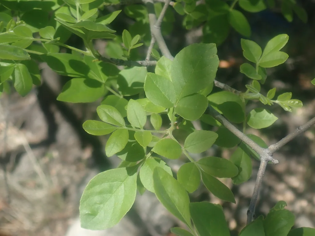Fraxinus Velutina