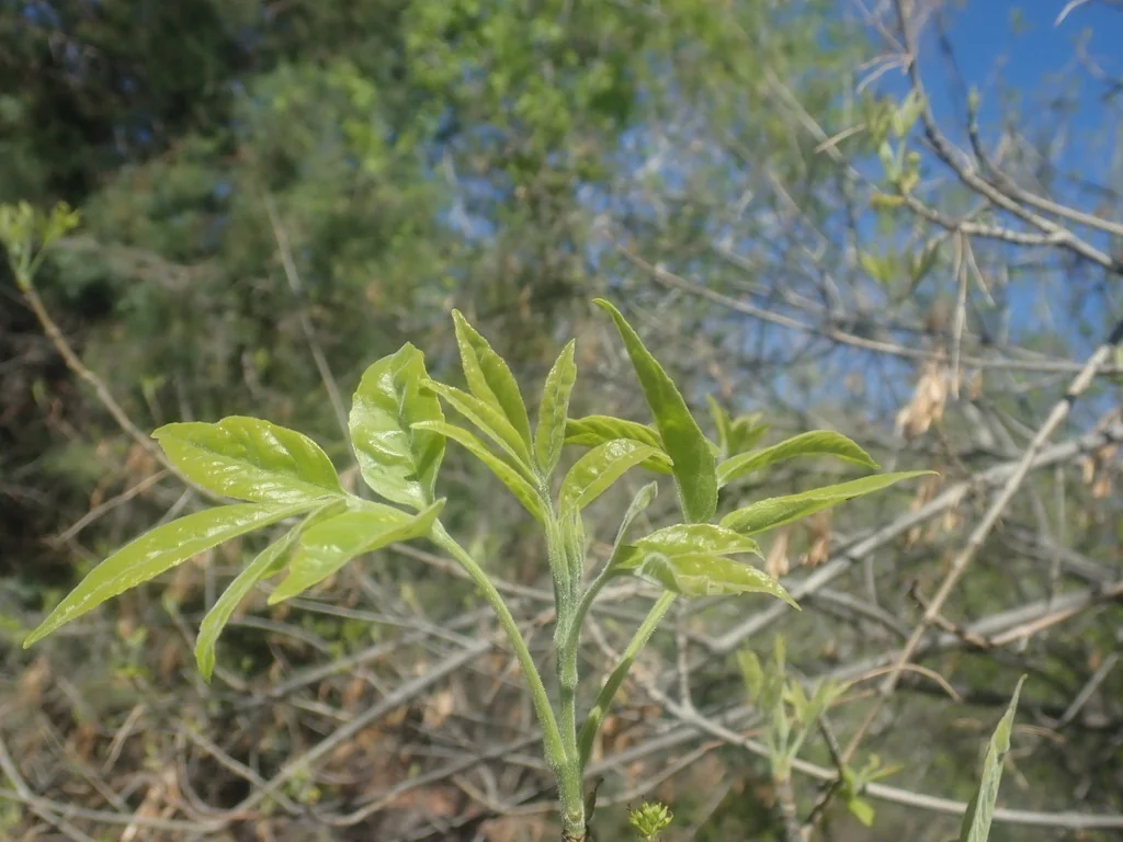 Fraxinus Velutina