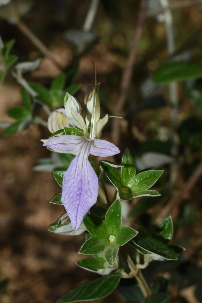 Teucrium Fruticans