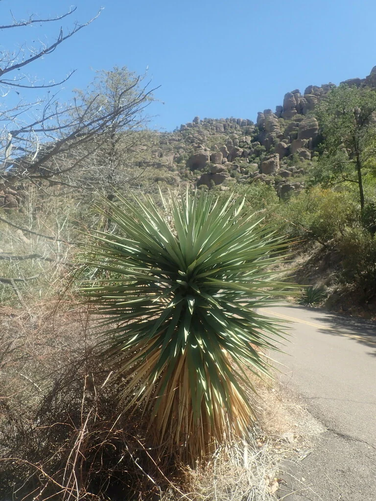 Yucca Schottii