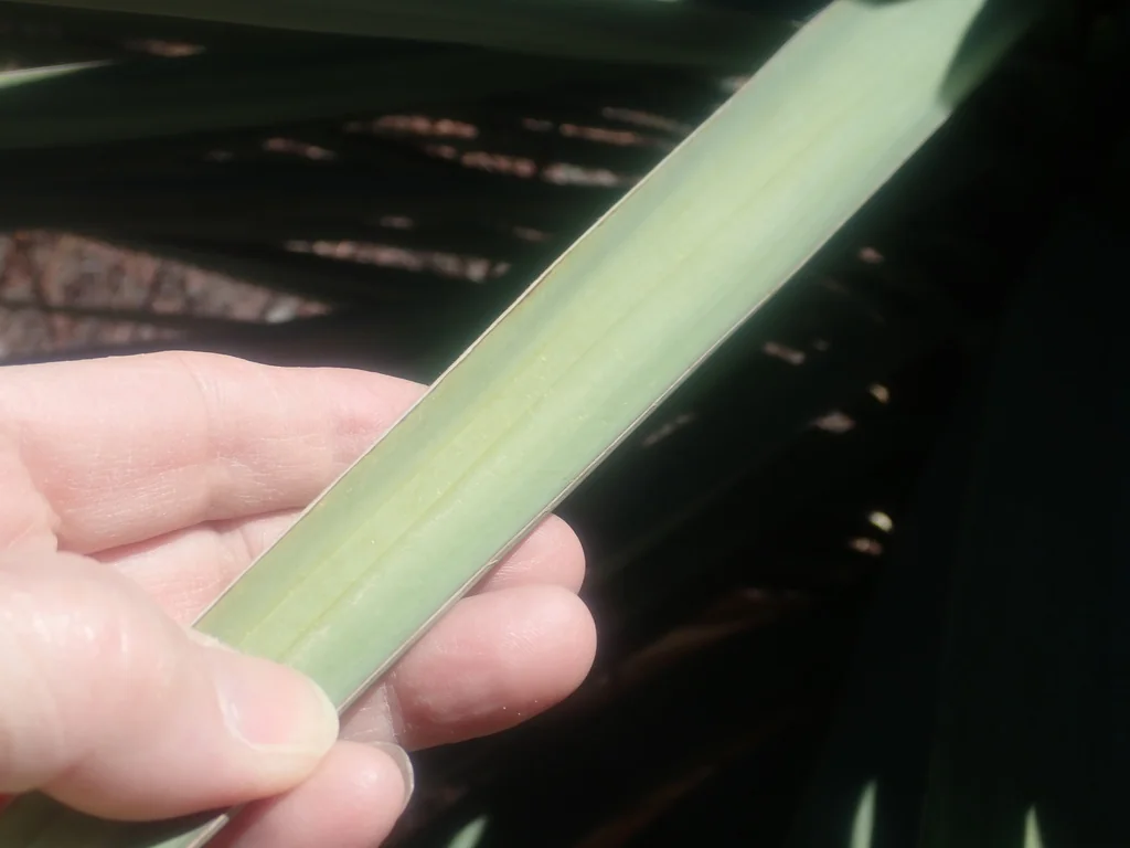 Yucca Schottii