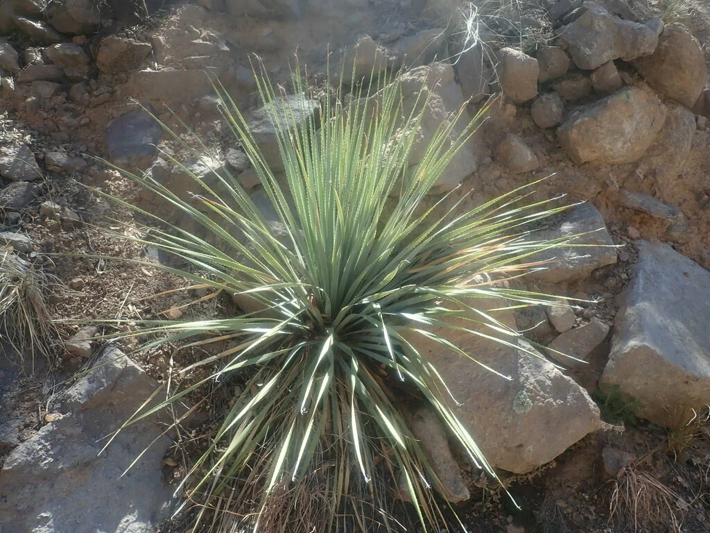Dasylirion Wheeleri