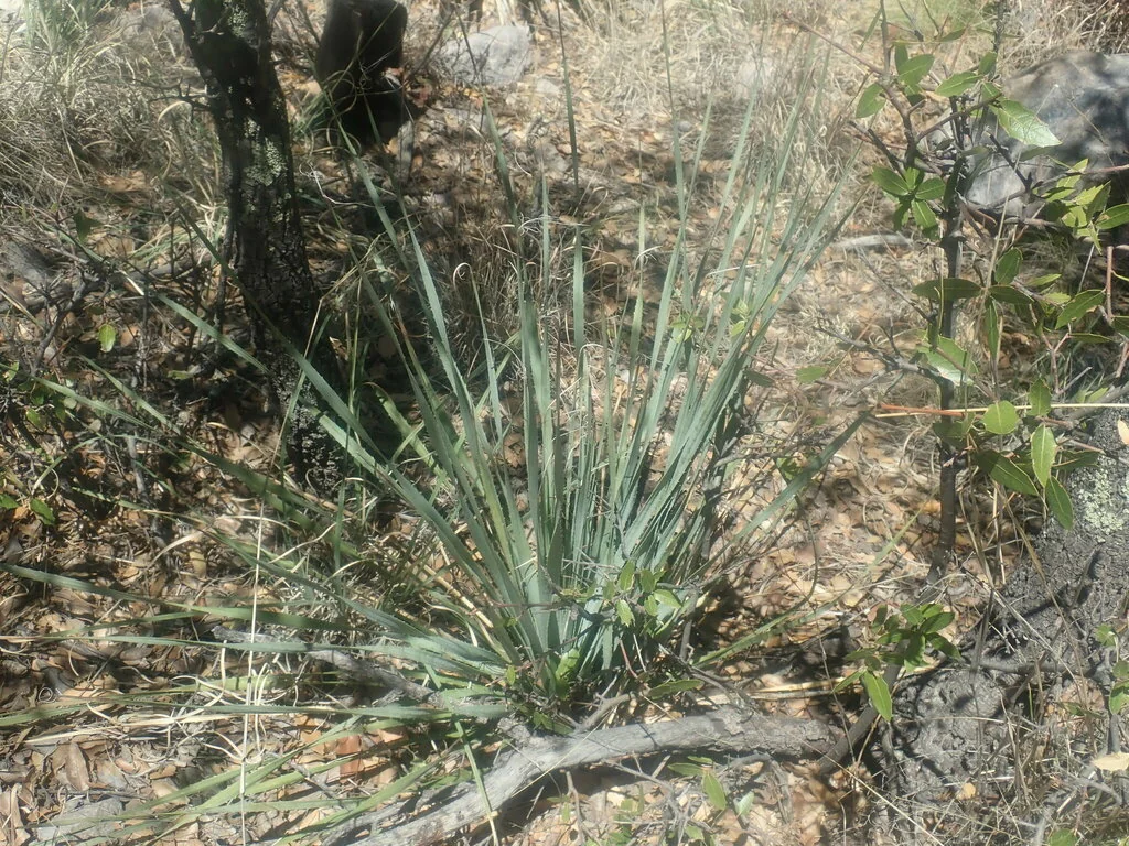 Dasylirion Wheeleri