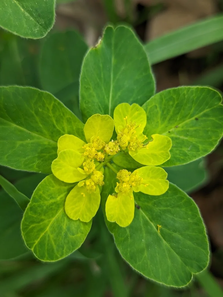 Euphorbia Polychroma