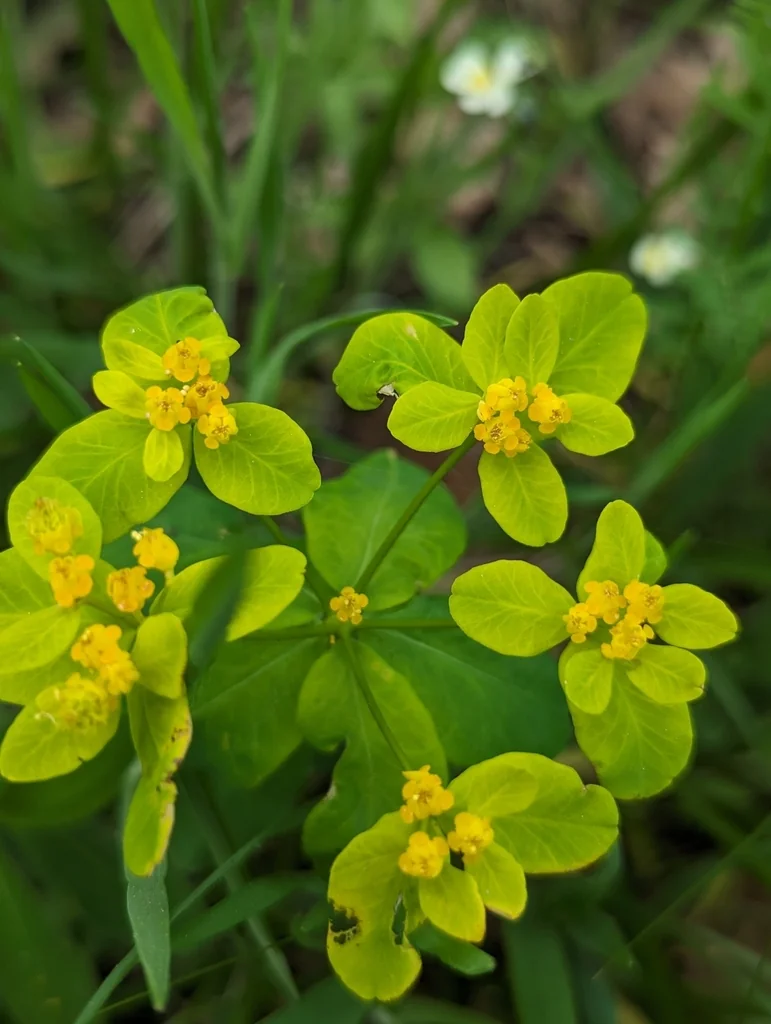 Euphorbia Polychroma