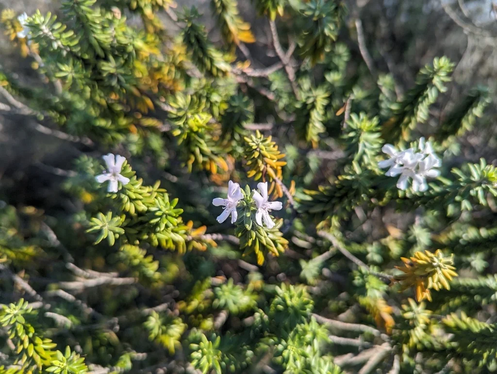 Westringia fruticosa