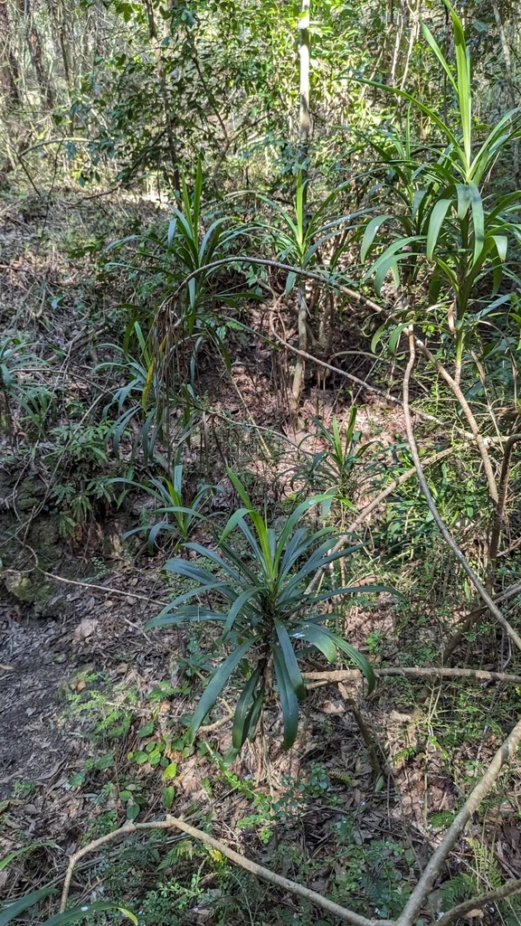 Cordyline Stricta