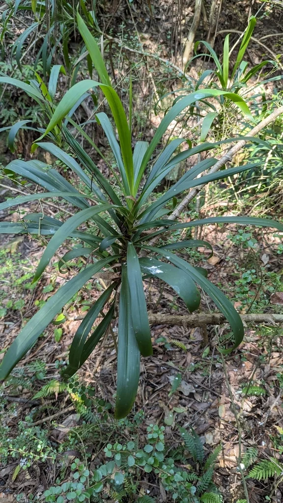 Cordyline Stricta