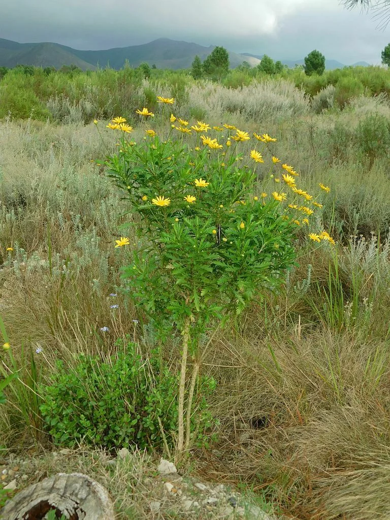 Euryops Chrysanthemoides