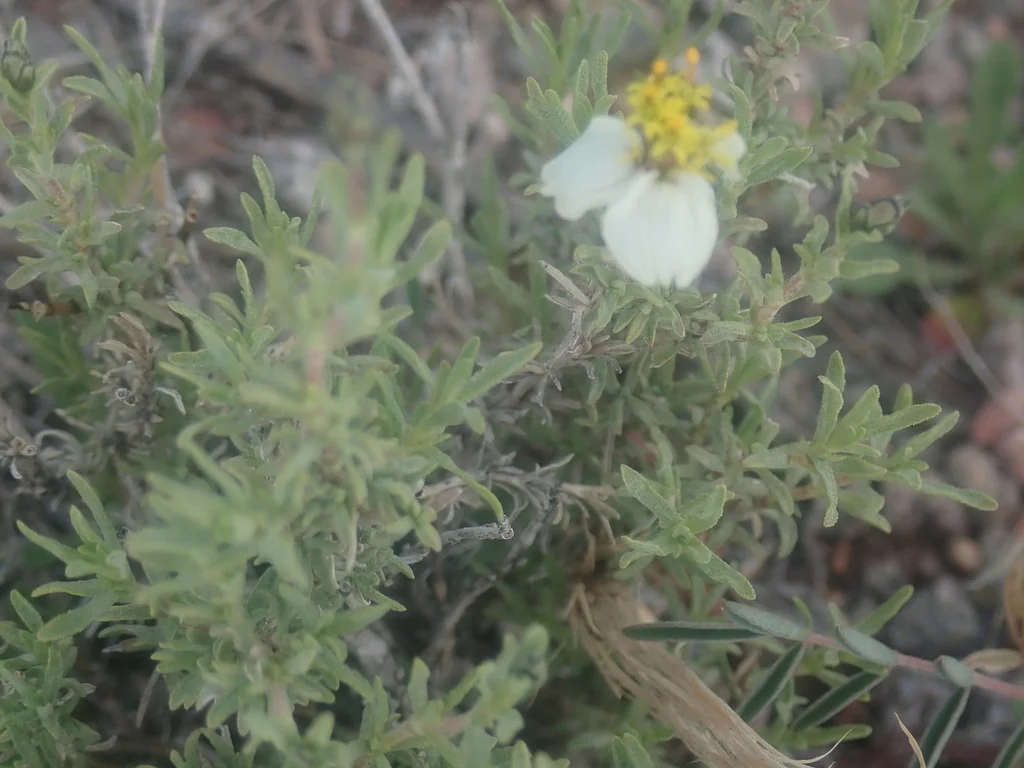 Zinnia Acerosa