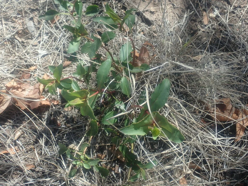 Penstemon Pseudospectabilis