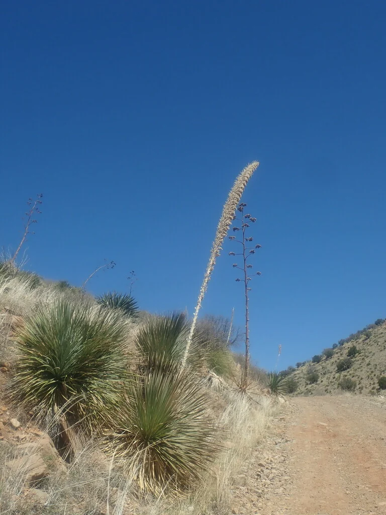 Dasylirion Wheeleri