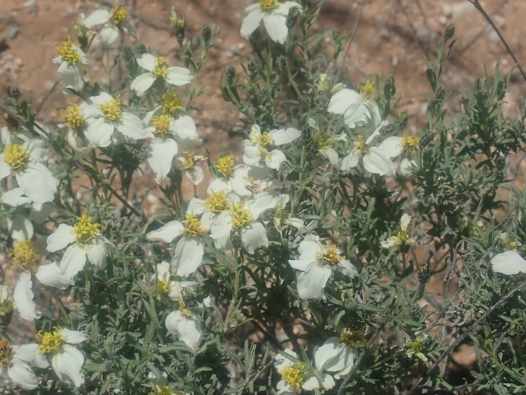 Zinnia Acerosa