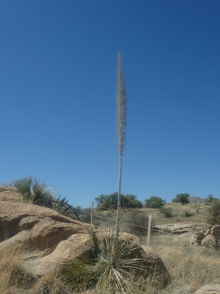 Dasylirion Wheeleri