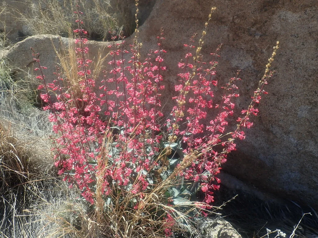 Penstemon Superbus