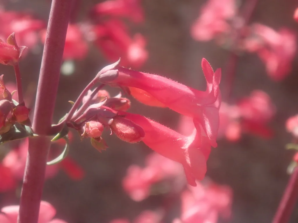 Penstemon Superbus