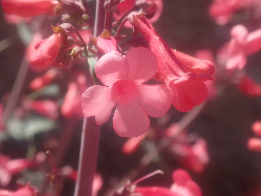 Penstemon Superbus