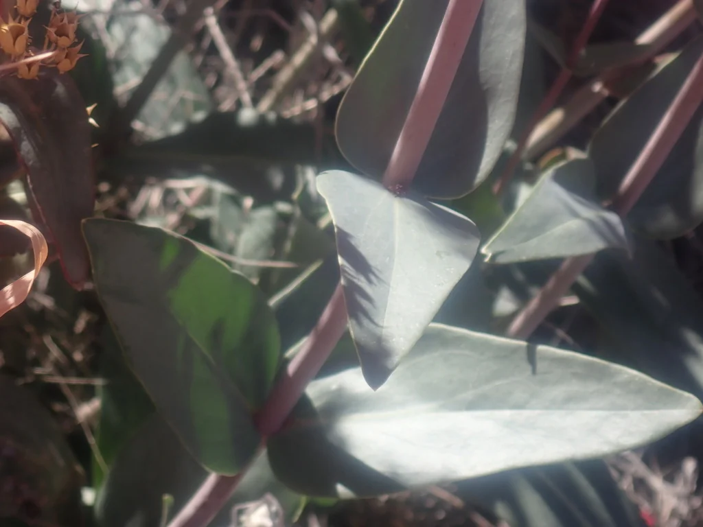 Penstemon Superbus