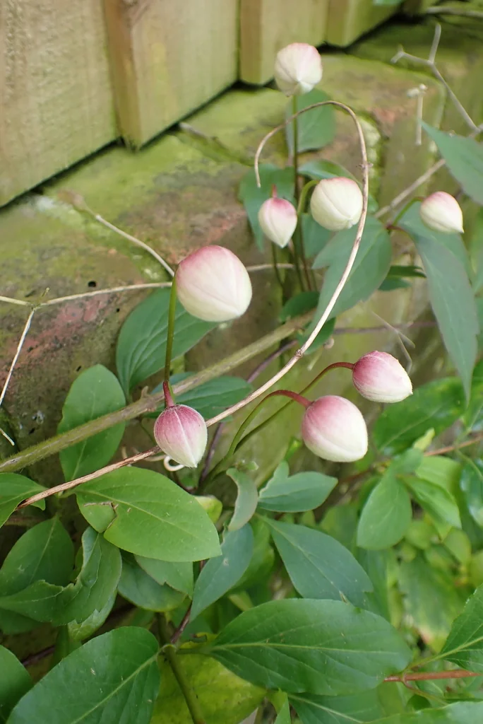 Clematis Montana