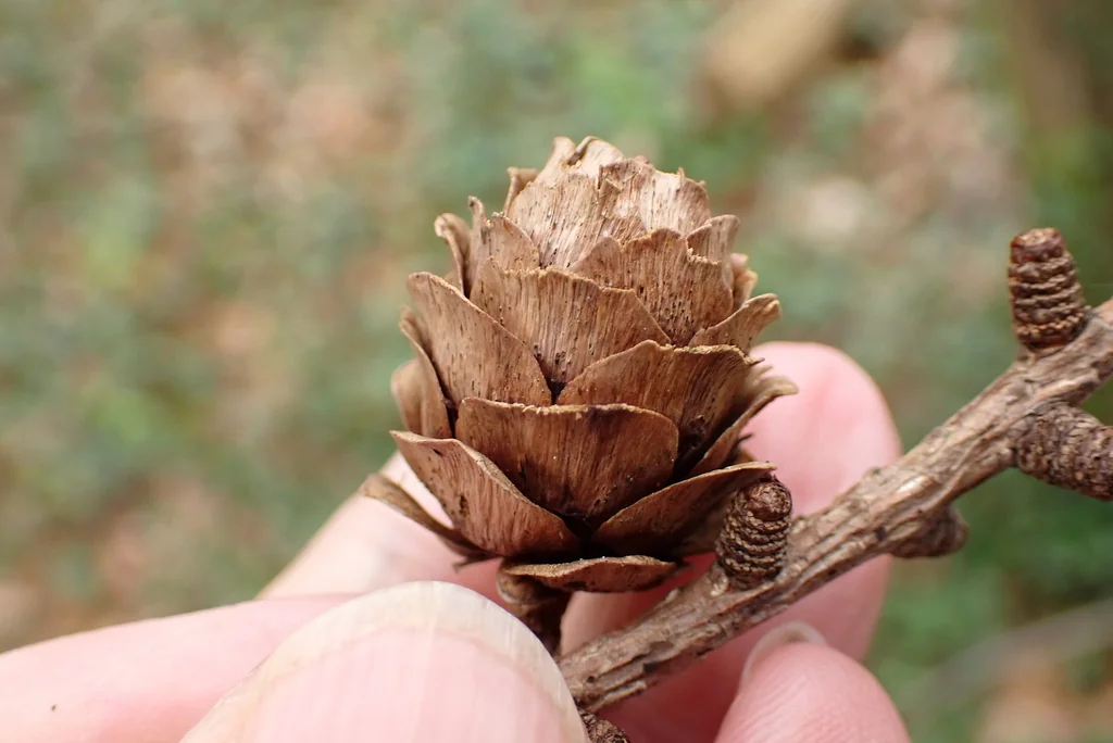Larix Kaempferi