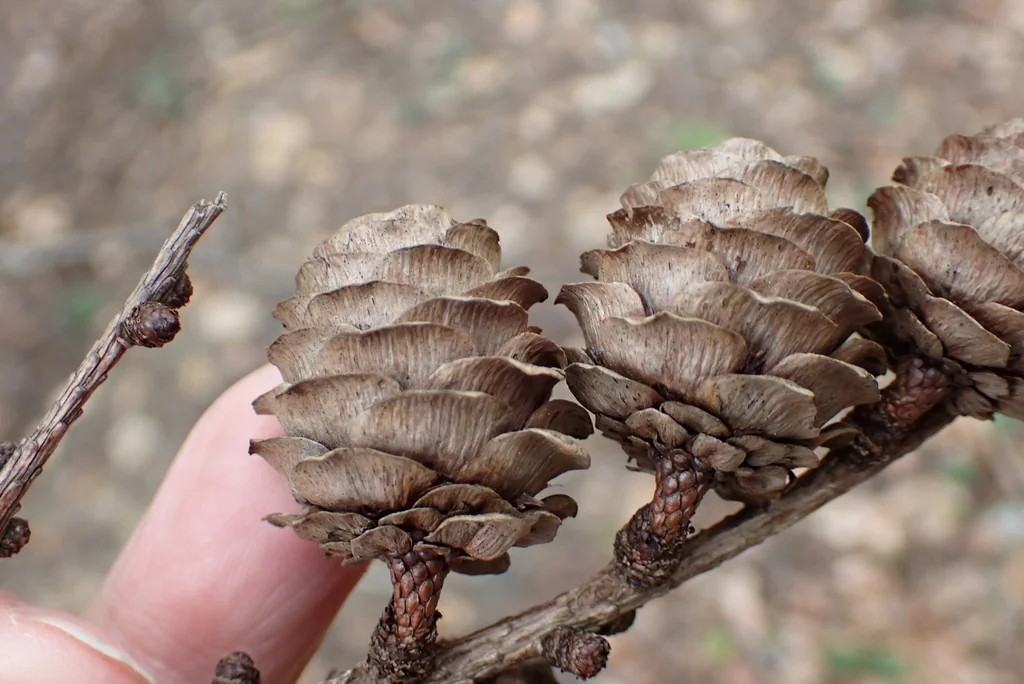 Larix Kaempferi