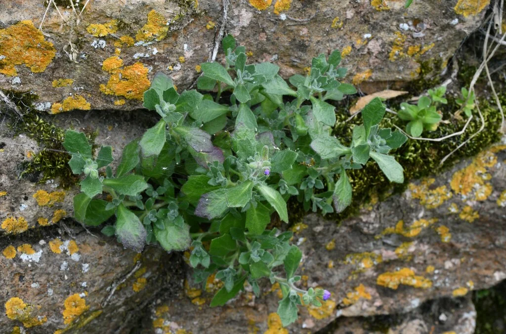 Aubrieta Deltoidea