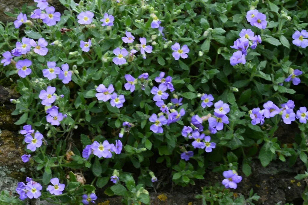 Aubrieta Deltoidea
